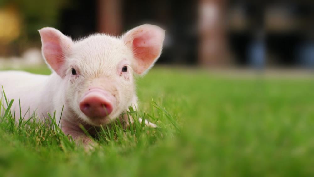 温氏股份：“十四五”点亮共富之路